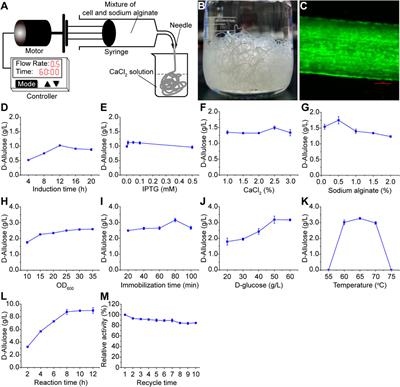 Produce D-allulose from non-food biomass by integrating corn stalk hydrolysis with whole-cell catalysis